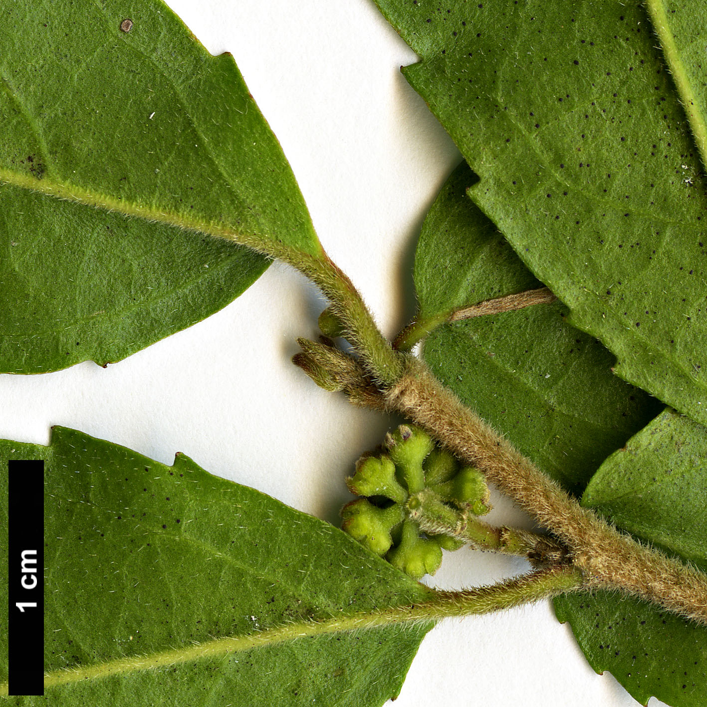 High resolution image: Family: Salicaceae - Genus: Azara - Taxon: serrata - SpeciesSub: 'Maurice Mason'